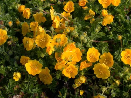 Frühlings-Fingerkraut - Potentilla neumanniana