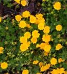 Frühlings-Fingerkraut - Potentilla neumanniana