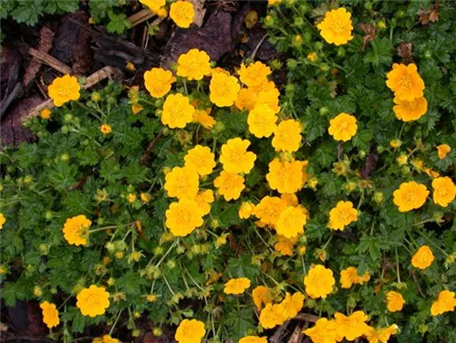 Frühlings-Fingerkraut - Potentilla neumanniana