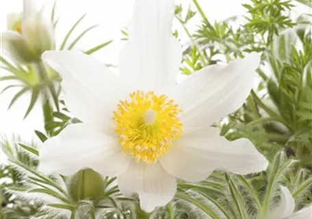 Pulsatilla vulgaris 'Alba' - Weißblühende Garten-Kuhschelle