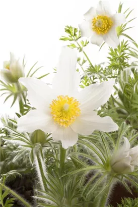 Weißblühende Garten-Kuhschelle - Pulsatilla vulgaris 'Alba'