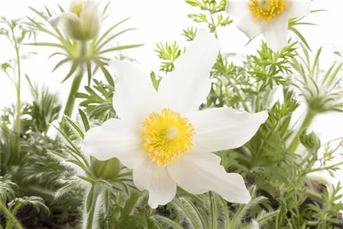 Weißblühende Garten-Kuhschelle - Pulsatilla vulgaris 'Alba'