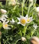 Weißblühende Garten-Kuhschelle - Pulsatilla vulgaris 'Alba'