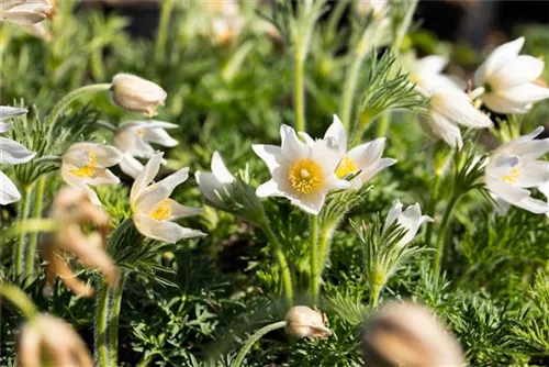 Weißblühende Garten-Kuhschelle - Pulsatilla vulgaris 'Alba'