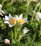 Weißblühende Garten-Kuhschelle - Pulsatilla vulgaris 'Alba'