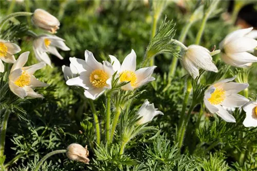 Weißblühende Garten-Kuhschelle - Pulsatilla vulgaris 'Alba'