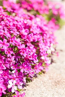 Garten-Teppich-Flammenblume - Phlox douglasii 'Red Admiral'