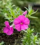 Garten-Teppich-Flammenblume - Phlox douglasii 'Red Admiral'