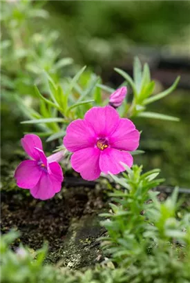 Garten-Teppich-Flammenblume - Phlox douglasii 'Red Admiral'