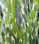 Steifer Garten-Zebraschilf - Miscanthus sinensis 'Strictus'