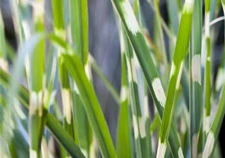 Miscanthus sinensis 'Strictus' - Steifer Garten-Zebraschilf