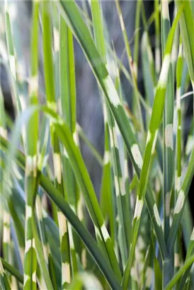 Steifer Garten-Zebraschilf - Miscanthus sinensis 'Strictus'