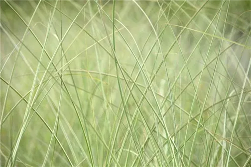 Steifer Garten-Zebraschilf - Miscanthus sinensis 'Strictus'