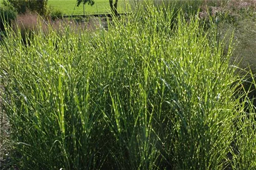 Steifer Garten-Zebraschilf - Miscanthus sinensis 'Strictus'