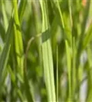 Steifer Garten-Zebraschilf - Miscanthus sinensis 'Strictus'