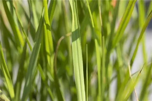 Steifer Garten-Zebraschilf - Miscanthus sinensis 'Strictus'