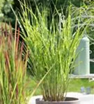 Steifer Garten-Zebraschilf - Miscanthus sinensis 'Strictus'