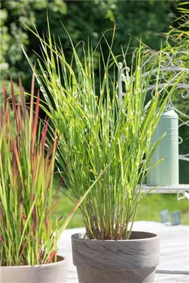 Steifer Garten-Zebraschilf - Miscanthus sinensis 'Strictus'