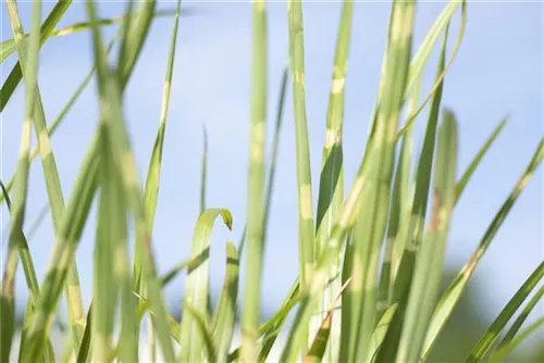 Steifer Garten-Zebraschilf - Miscanthus sinensis 'Strictus'