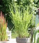 Steifer Garten-Zebraschilf - Miscanthus sinensis 'Strictus'