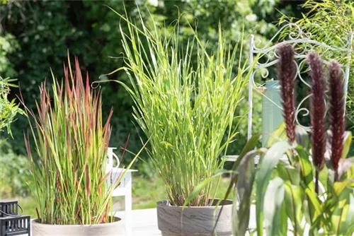 Steifer Garten-Zebraschilf - Miscanthus sinensis 'Strictus'