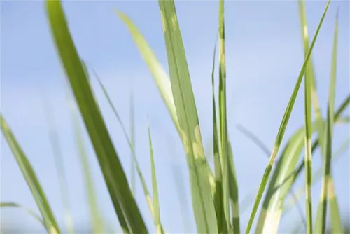 Steifer Garten-Zebraschilf - Miscanthus sinensis 'Strictus'