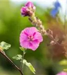 Garten-Busch-Malve - Lavatera x olbia 'Burgundy Wine'