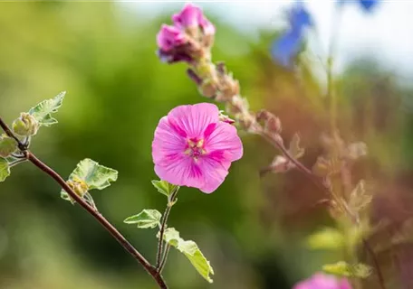 Lavatera x olbia 'Burgundy Wine' - Garten-Busch-Malve