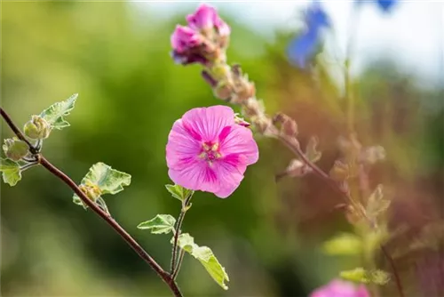 Garten-Busch-Malve - Lavatera x olbia 'Burgundy Wine'