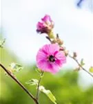 Garten-Busch-Malve - Lavatera x olbia 'Burgundy Wine'