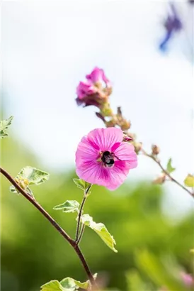 Garten-Busch-Malve - Lavatera x olbia 'Burgundy Wine'