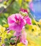 Garten-Busch-Malve - Lavatera x olbia 'Burgundy Wine'