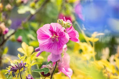 Garten-Busch-Malve - Lavatera x olbia 'Burgundy Wine'