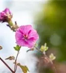 Garten-Busch-Malve - Lavatera x olbia 'Burgundy Wine'