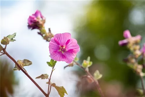 Garten-Busch-Malve - Lavatera x olbia 'Burgundy Wine'