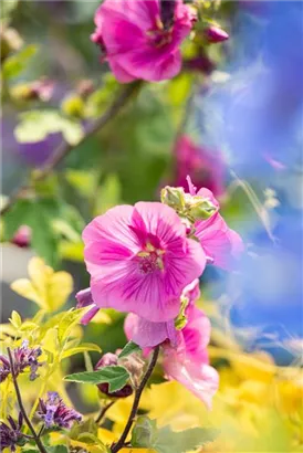 Garten-Busch-Malve - Lavatera x olbia 'Burgundy Wine'