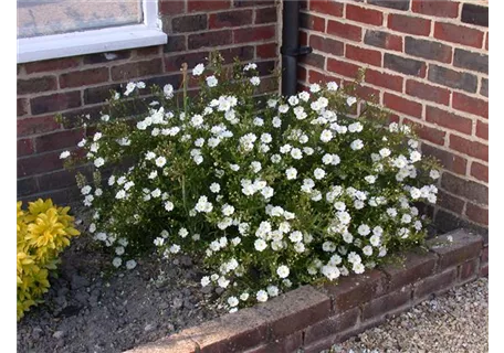 Helianthemum x cult.'Eisbär' - Garten-Sonnenröschen