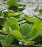 Wassersalat - Pistia stratiodes