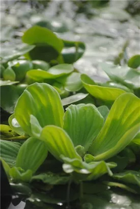 Wassersalat - Pistia stratiodes