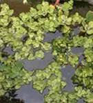 Wassersalat - Pistia stratiodes