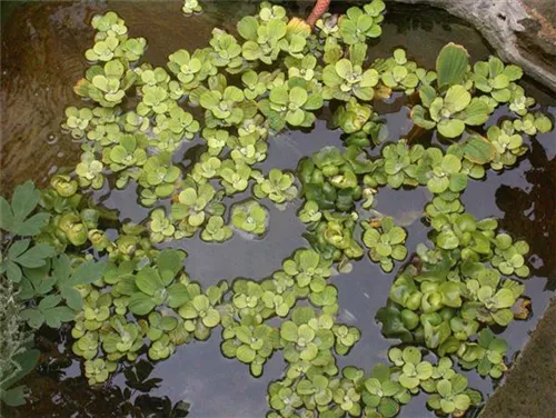 Wassersalat - Pistia stratiodes