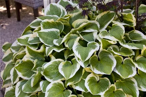 Weißrandige Garten-Funkie - Hosta sieboldiana 'Wide Brim'