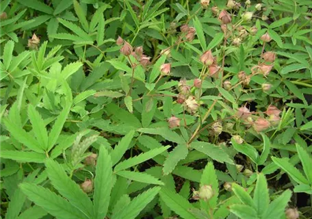 Potentilla palustris - Sumpf-Fingerkraut