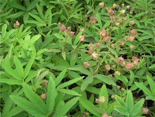 Sumpf-Fingerkraut - Potentilla palustris