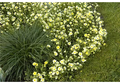 Helianthemum x cult.'Elfenbeinglanz' - Garten-Sonnenröschen