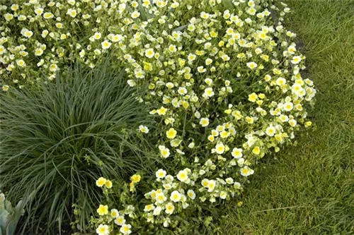 Garten-Sonnenröschen - Helianthemum x cult.'Elfenbeinglanz'