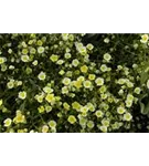 Garten-Sonnenröschen - Helianthemum x cult.'Elfenbeinglanz'