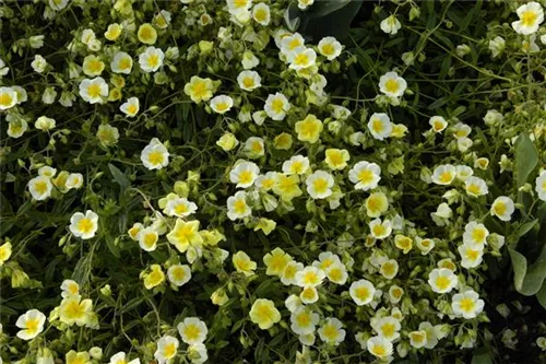 Garten-Sonnenröschen - Helianthemum x cult.'Elfenbeinglanz'