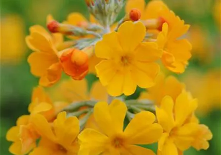 Primula bulleyana - Bulleys Etagen-Schlüsselblume