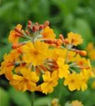 Bulleys Etagen-Schlüsselblume - Primula bulleyana